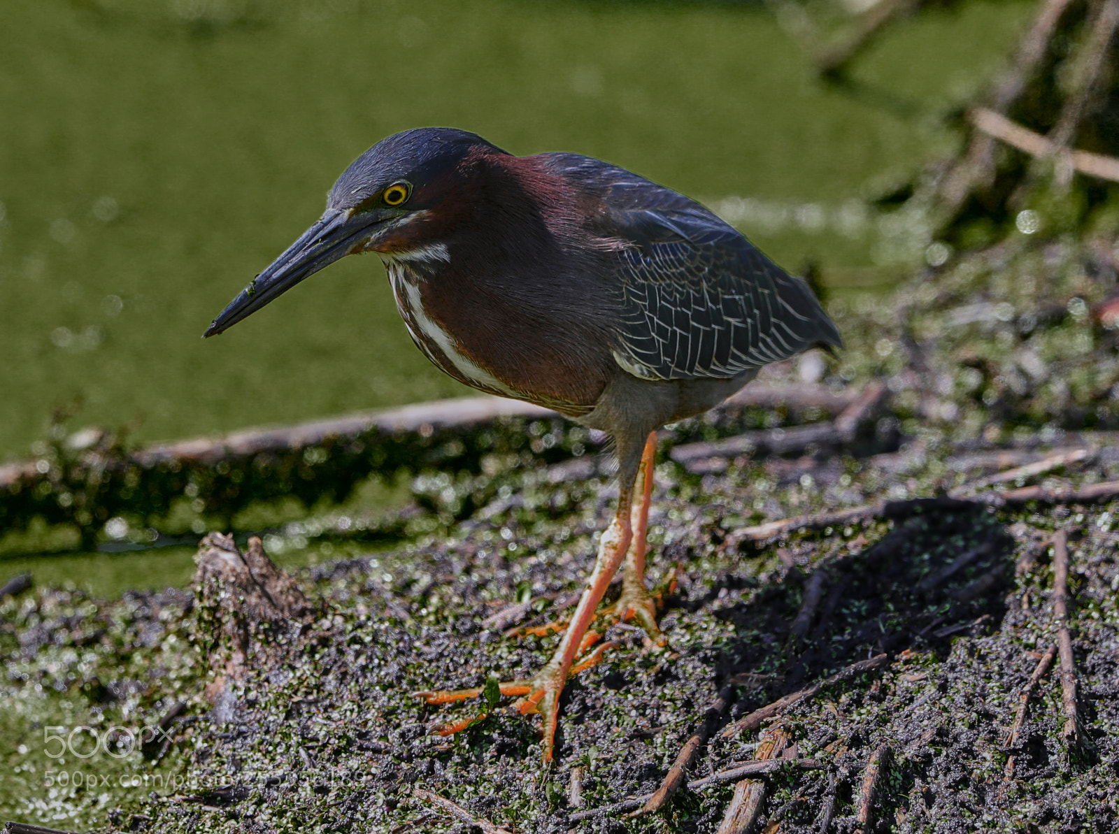 Canon EOS-1D X Mark II sample photo. 04-26-18-0014797.jpg photography
