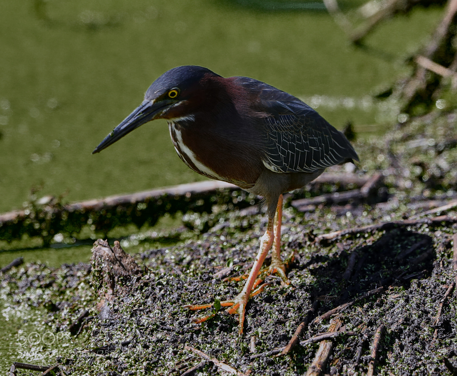 Canon EOS-1D X Mark II sample photo. 04-26-18-0014796.jpg photography