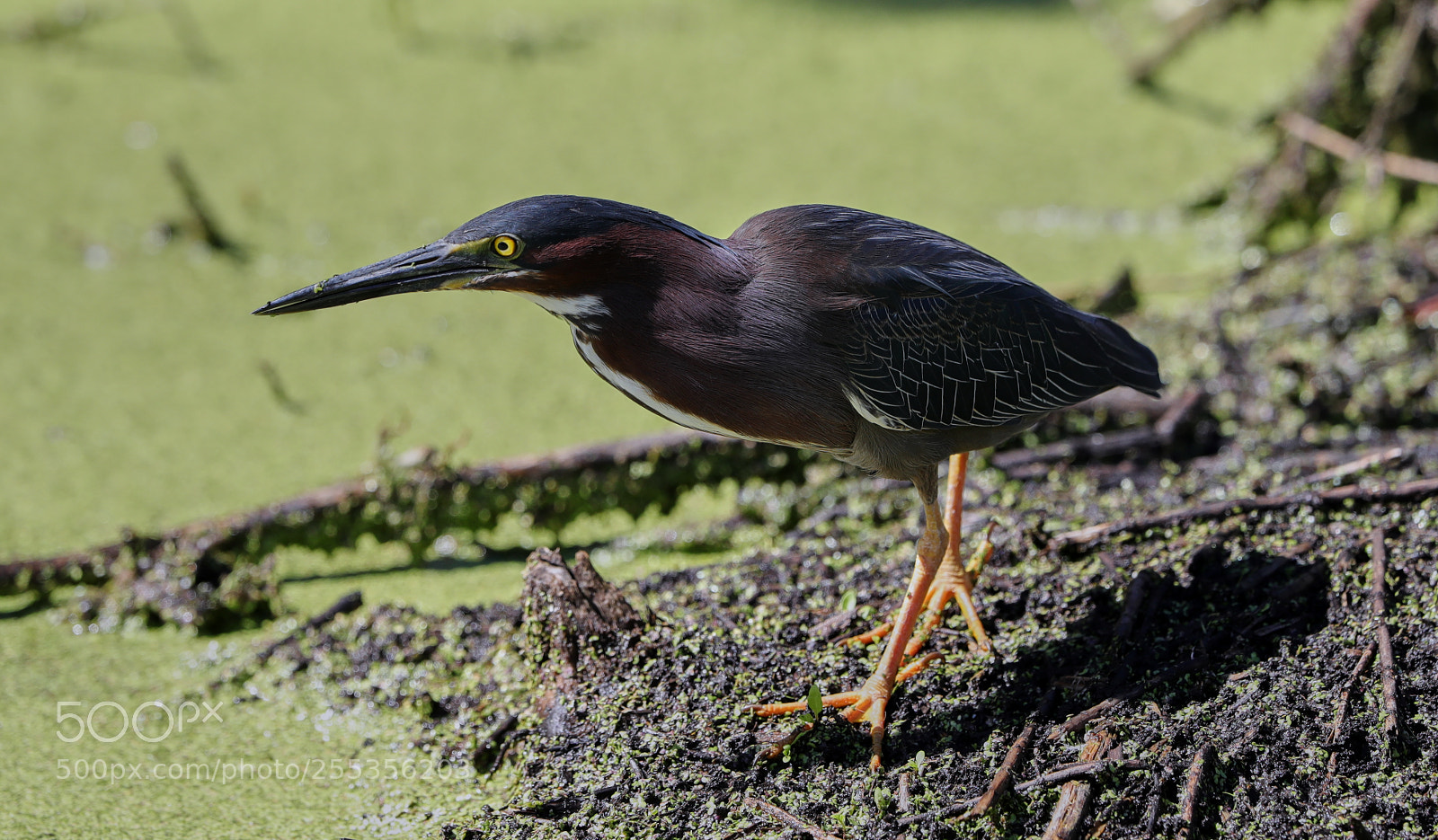 Canon EOS-1D X Mark II sample photo. 04-26-18-0014794.jpg photography