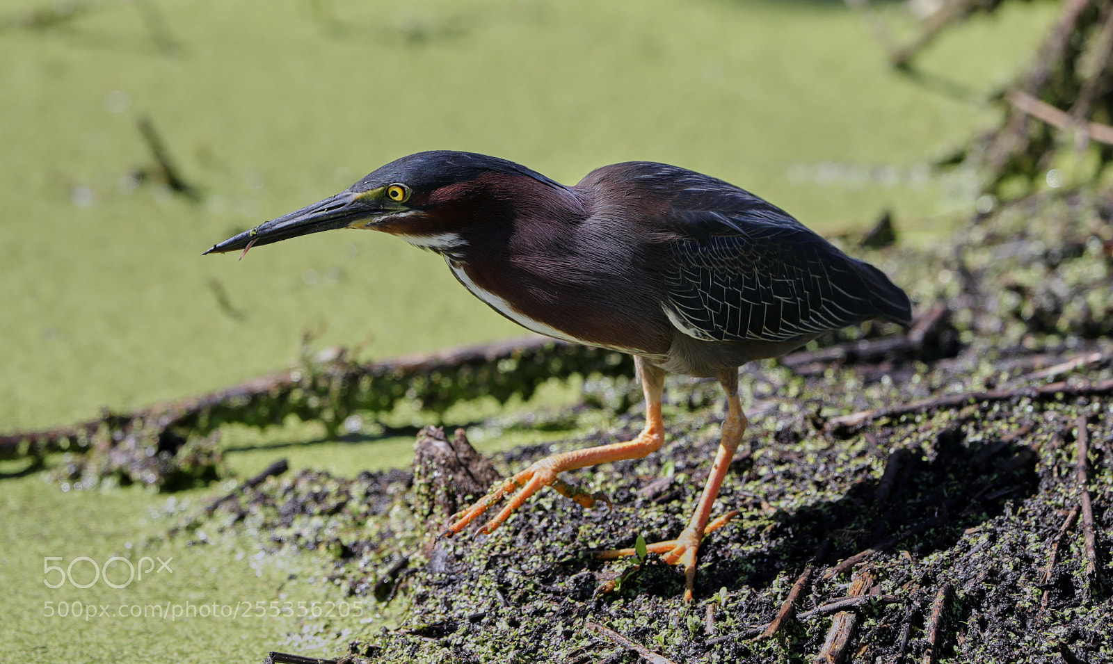 Canon EOS-1D X Mark II sample photo. 04-26-18-0014793.jpg photography