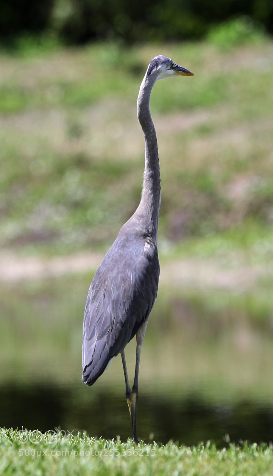 Canon EOS-1D X Mark II sample photo. 04-26-18-0014789.jpg photography