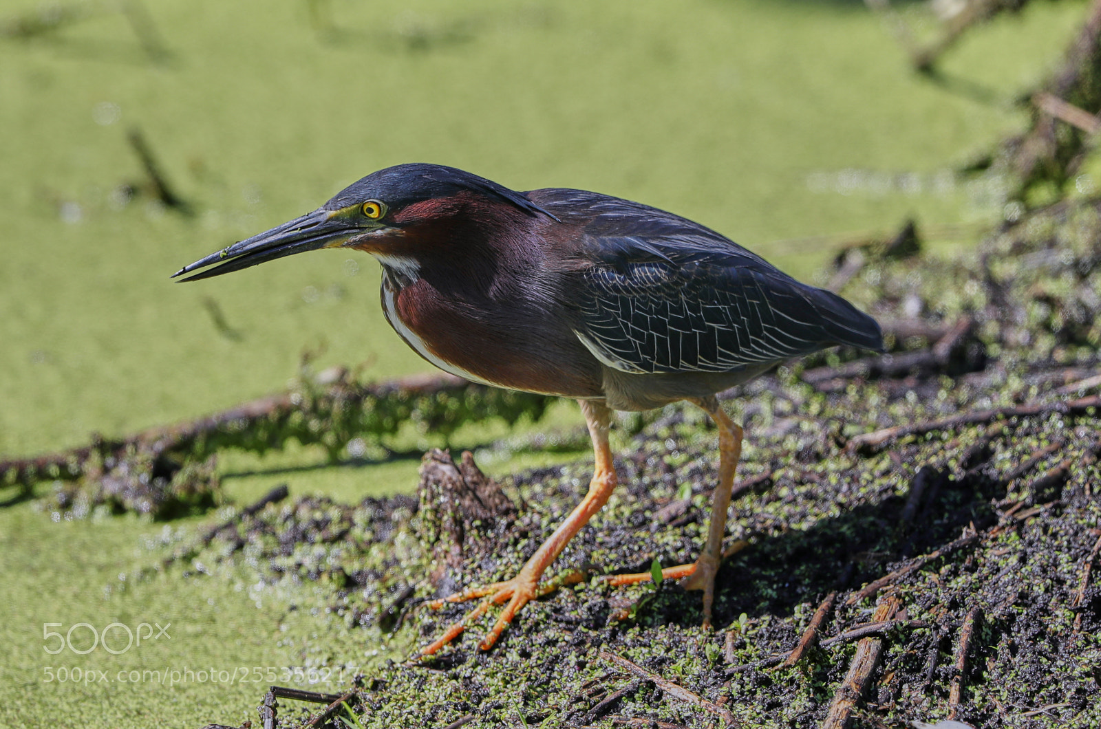 Canon EOS-1D X Mark II sample photo. 04-26-18-0014792.jpg photography