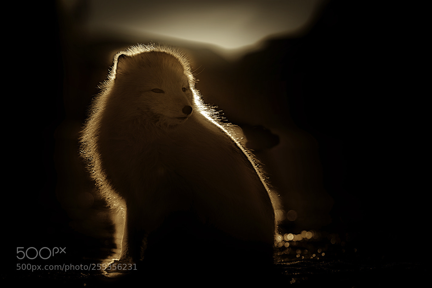 Canon EOS 5D Mark IV sample photo. Arctic fox silhouette photography