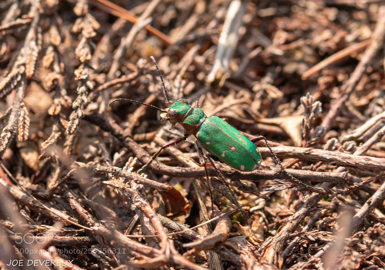 Canon EOS 70D sample photo. Green tiger beetle photography