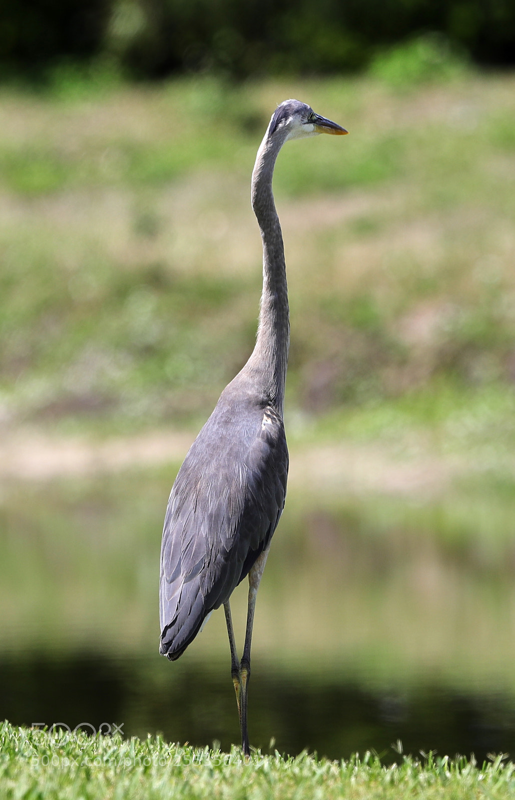 Canon EOS-1D X Mark II sample photo. 04-26-18-0014788.jpg photography