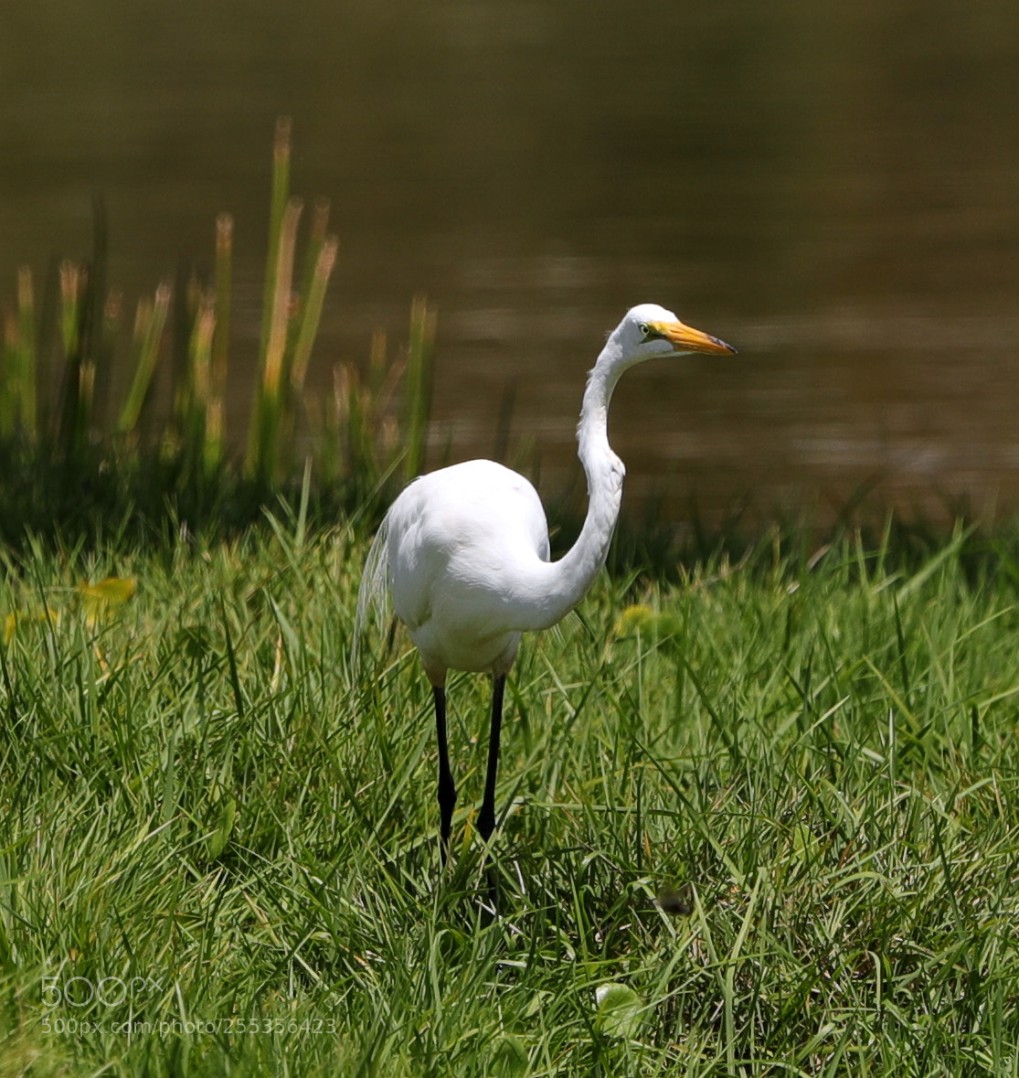 Canon EOS-1D X Mark II sample photo. 04-26-18-0014781.jpg photography