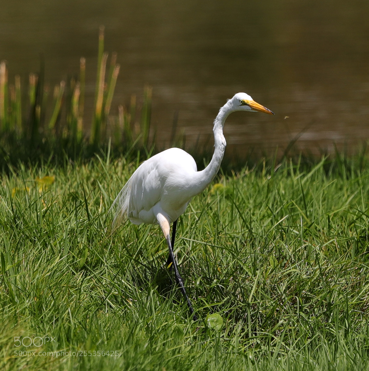 Canon EOS-1D X Mark II sample photo. 04-26-18-0014780.jpg photography