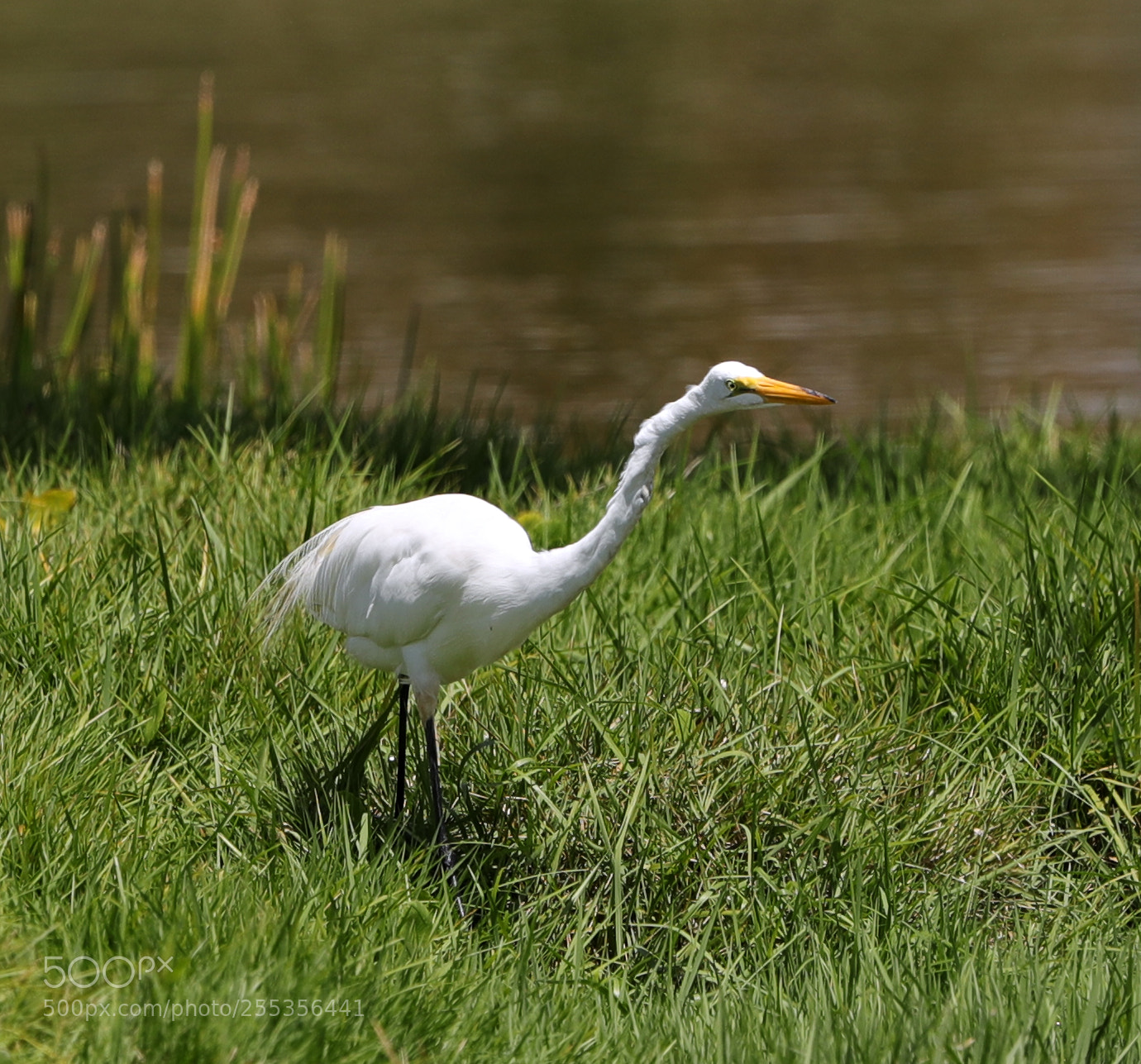 Canon EOS-1D X Mark II sample photo. 04-26-18-0014779.jpg photography