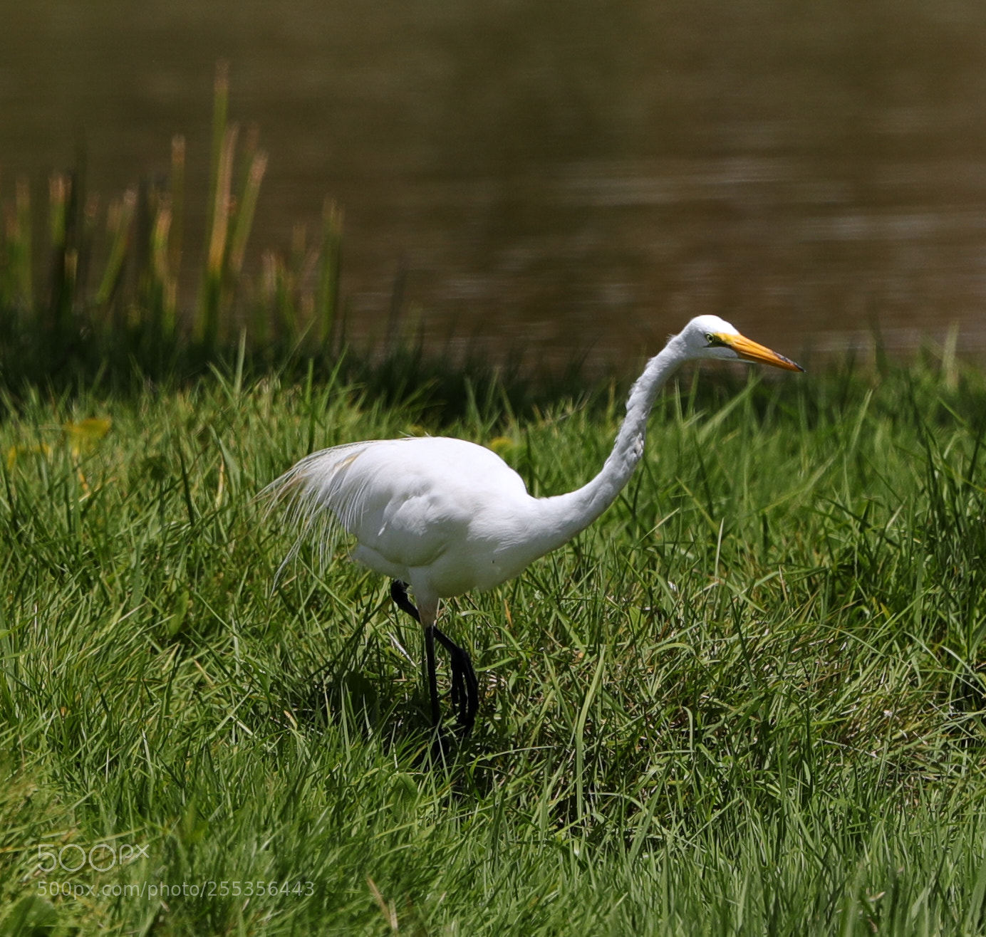 Canon EOS-1D X Mark II sample photo. 04-26-18-0014778.jpg photography