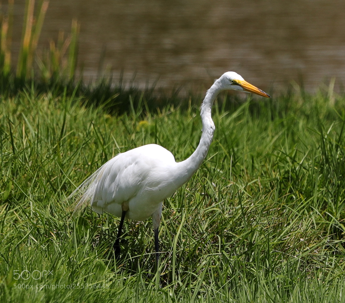 Canon EOS-1D X Mark II sample photo. 04-26-18-0014777.jpg photography
