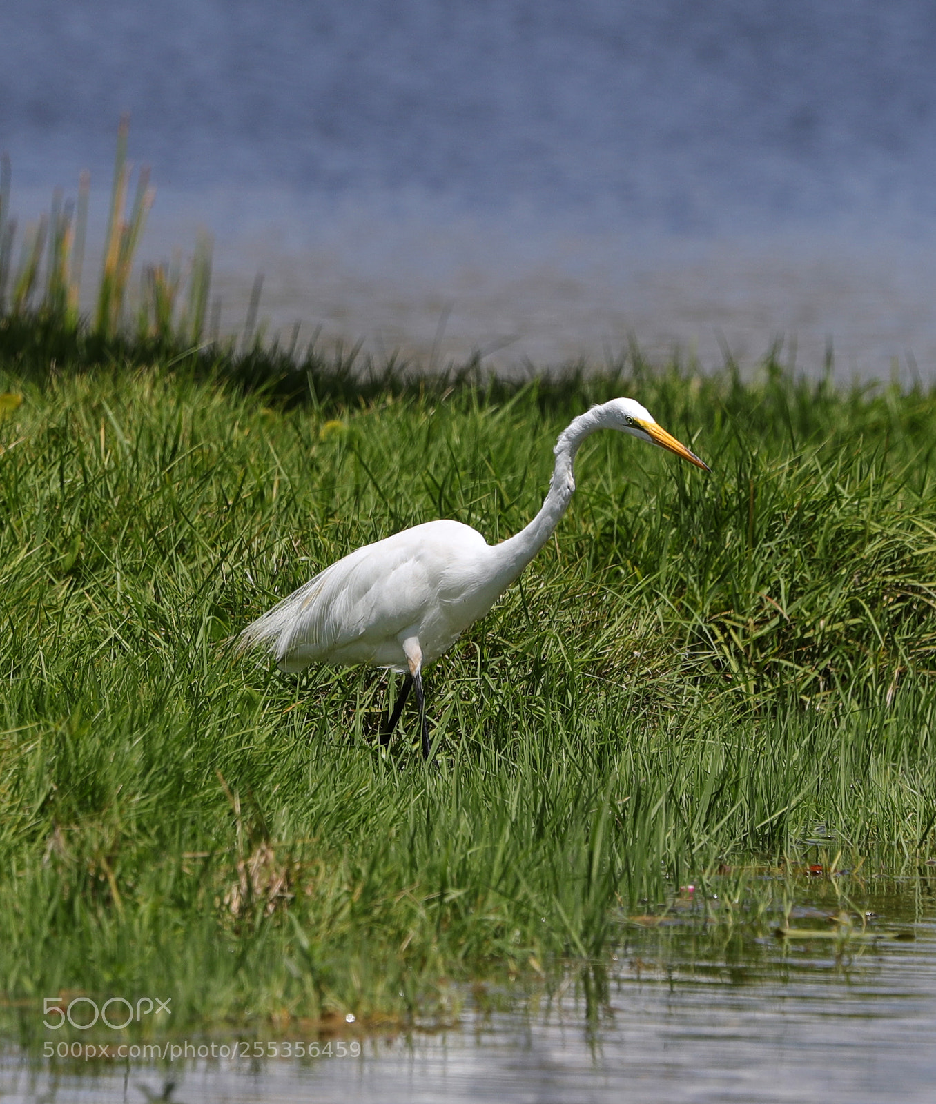 Canon EOS-1D X Mark II sample photo. 04-26-18-0014776.jpg photography