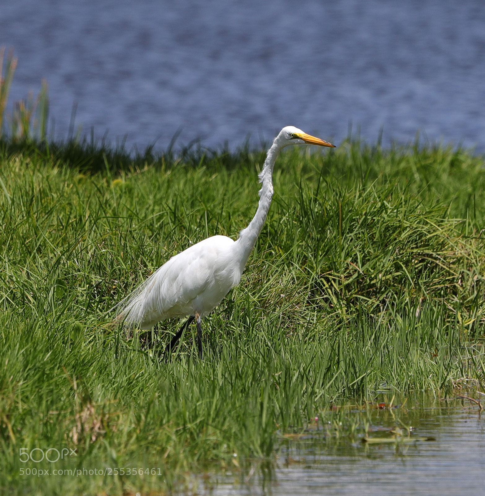 Canon EOS-1D X Mark II sample photo. 04-26-18-0014774.jpg photography