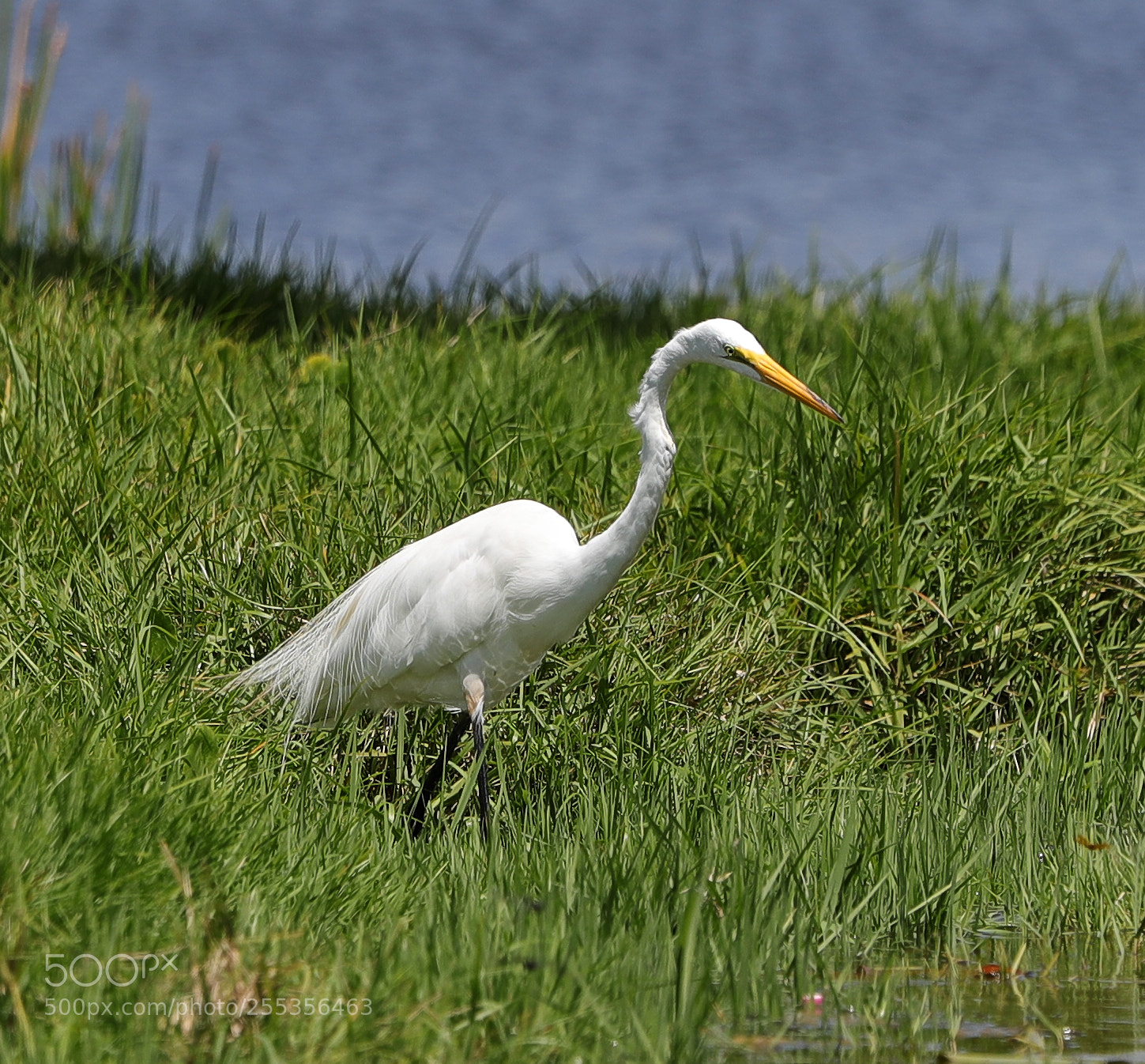 Canon EOS-1D X Mark II sample photo. 04-26-18-0014775.jpg photography