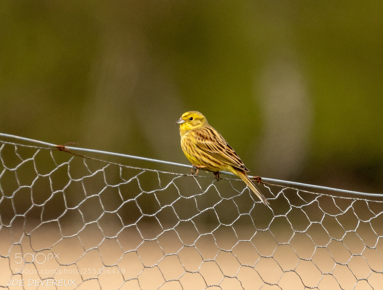 Canon EOS 7D Mark II sample photo. Yellowhammer photography