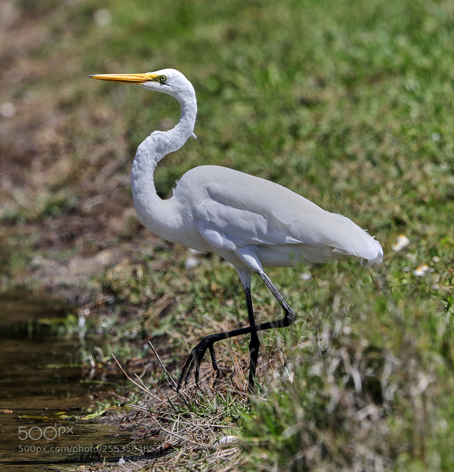 Canon EOS-1D X Mark II sample photo. 04-26-18-0014770.jpg photography