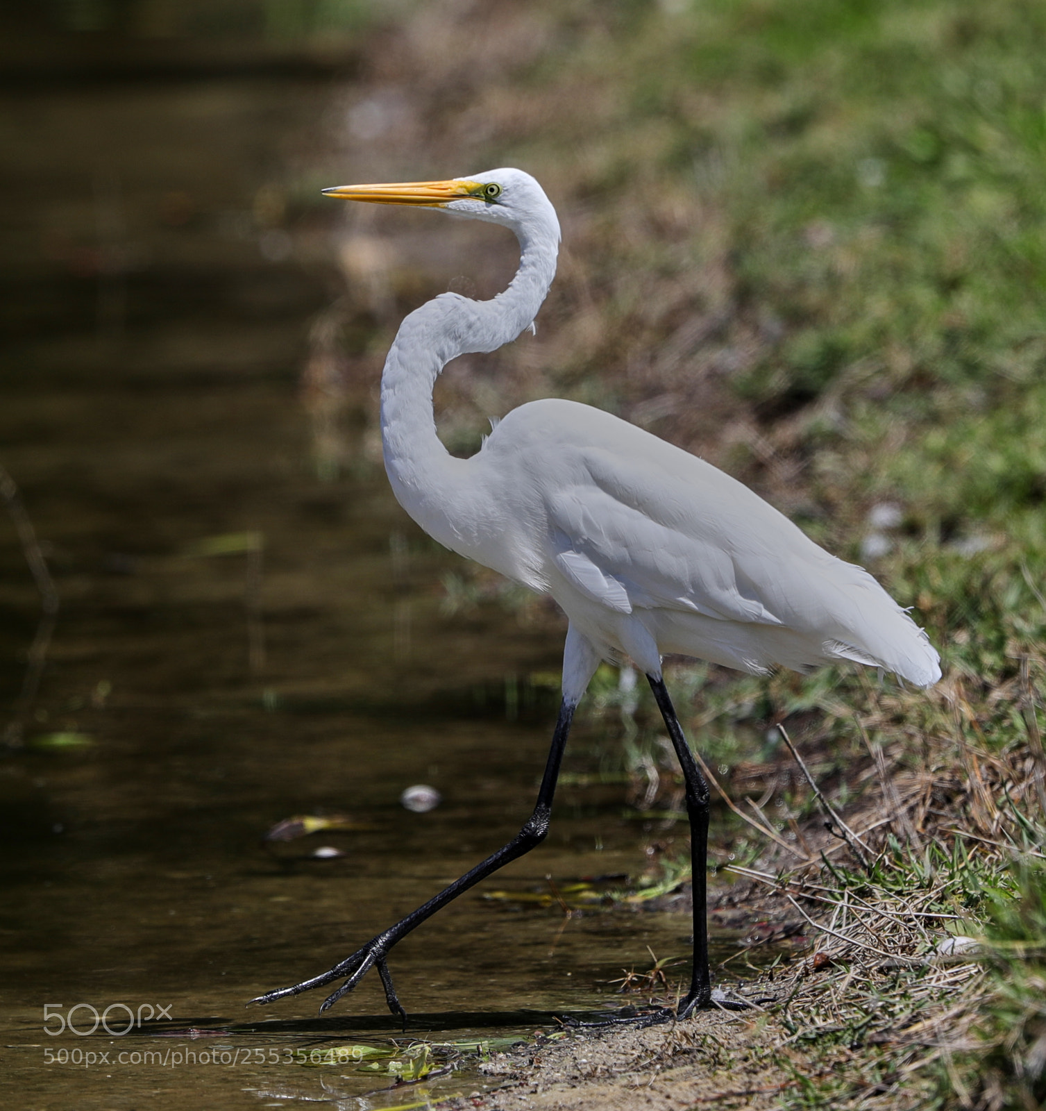 Canon EOS-1D X Mark II sample photo. 04-26-18-0014769.jpg photography