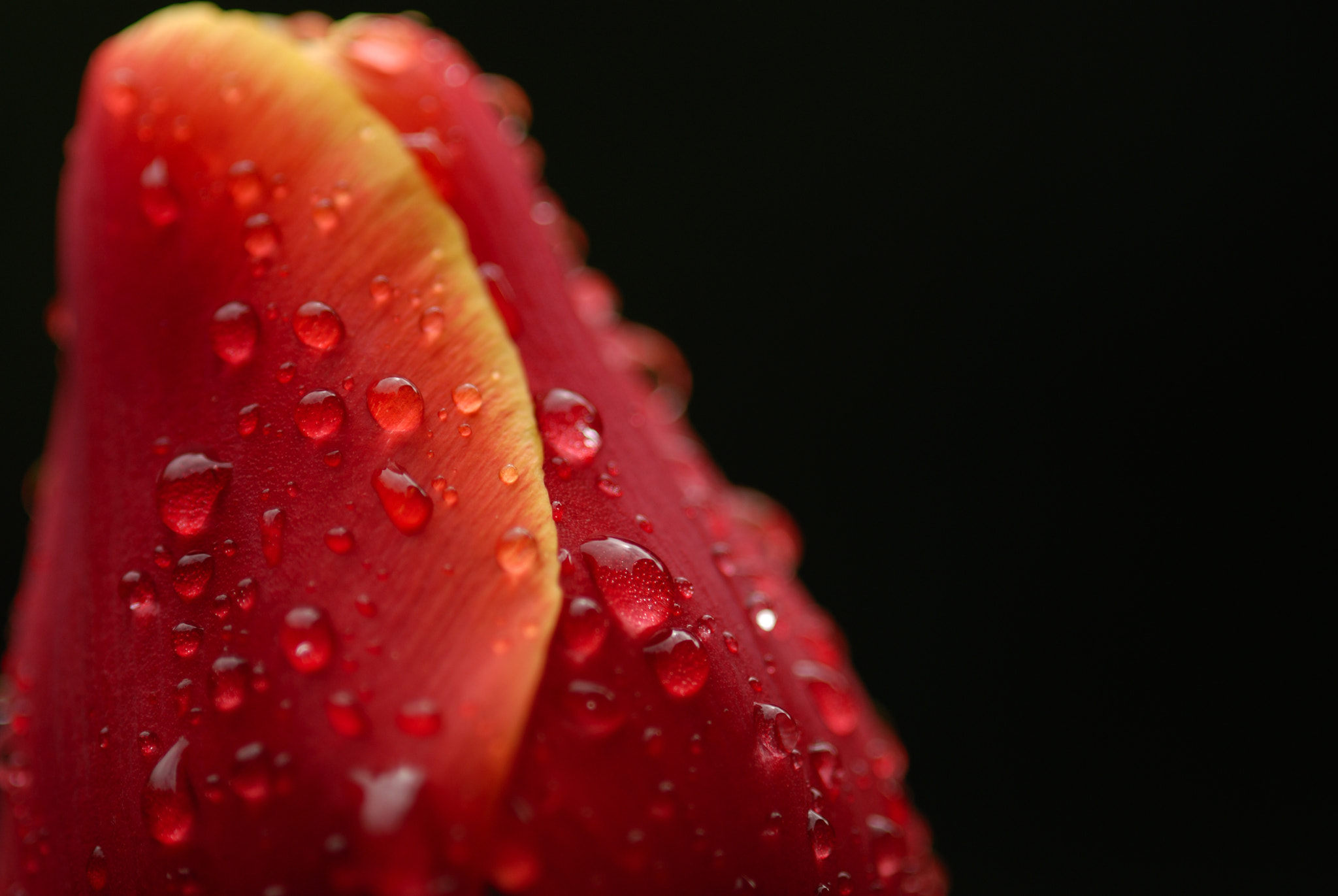 Sigma 105mm F2.8 EX DG Macro sample photo. After the rain photography