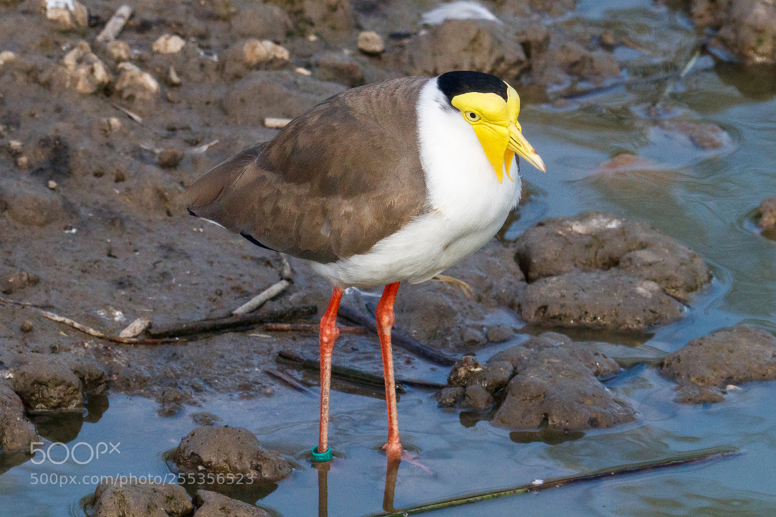 Canon EOS 80D sample photo. Masked lapwing photography