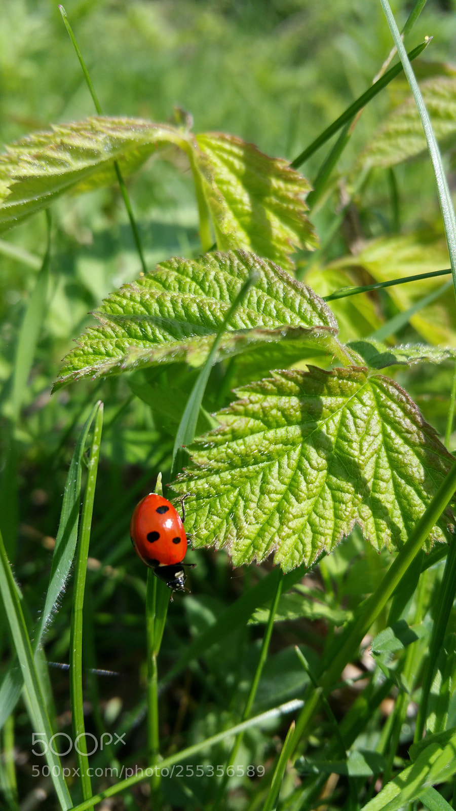 Samsung Galaxy Note4 sample photo. Red ladybug ? photography