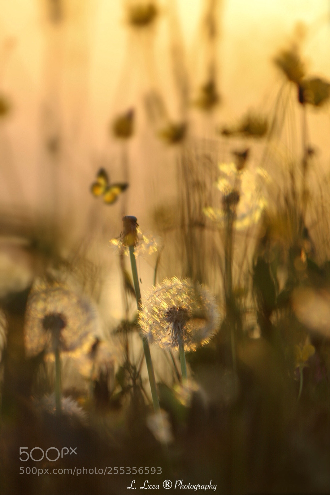 Canon EOS 6D Mark II sample photo. Caress of light 49 photography