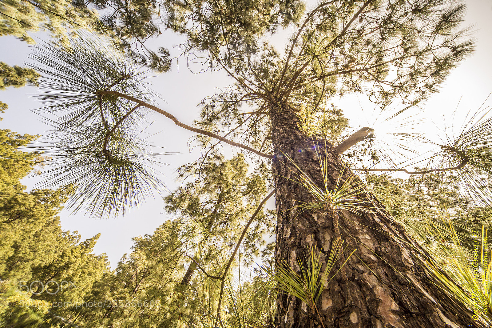 Canon EOS 6D sample photo. Mg photography