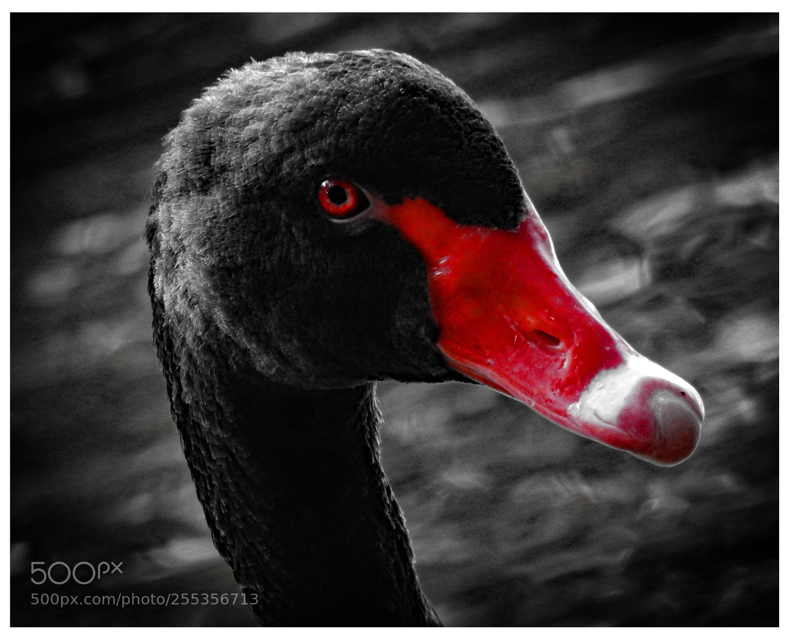 Nikon Coolpix P900 sample photo. Black swan  photography