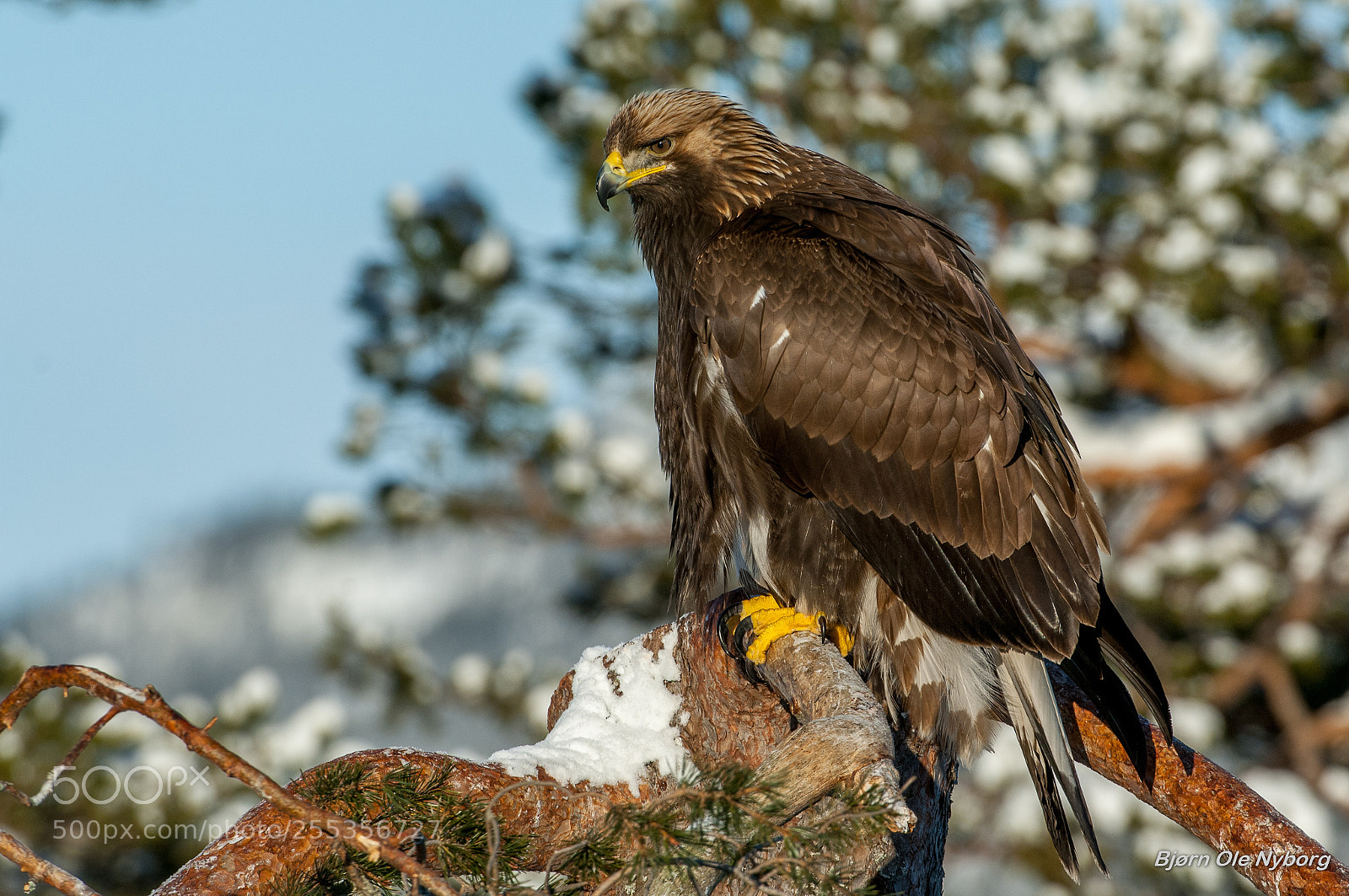 Nikon D2X sample photo. Golden eagle 5 photography