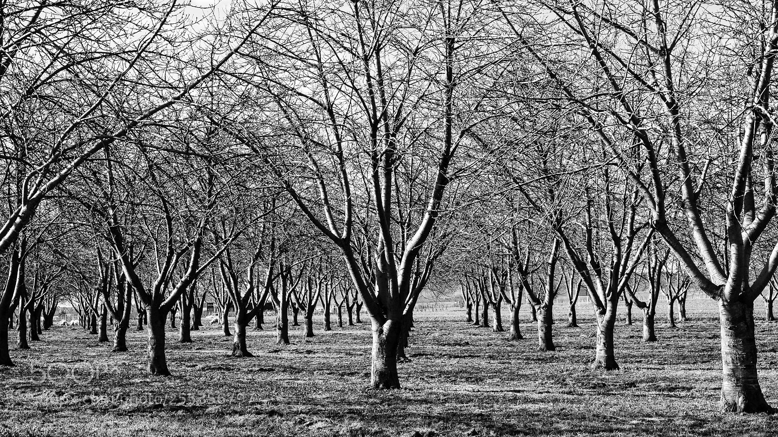 Fujifilm X-T20 sample photo. Tree in a row photography