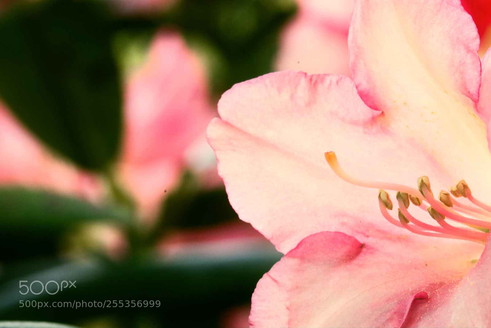 Canon EOS 80D sample photo. Old style flower photography