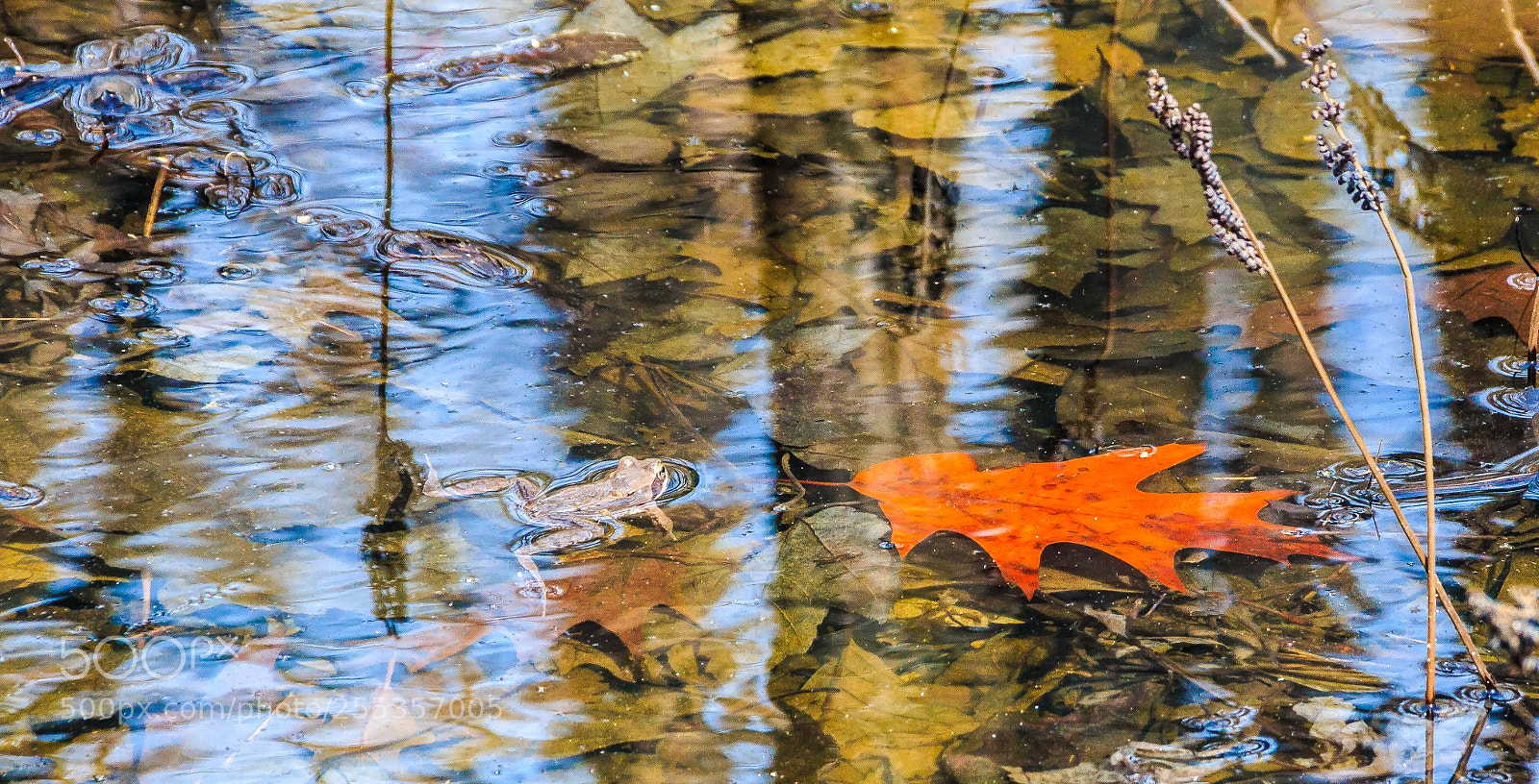 Canon EOS 70D sample photo. Frog and leaf photography