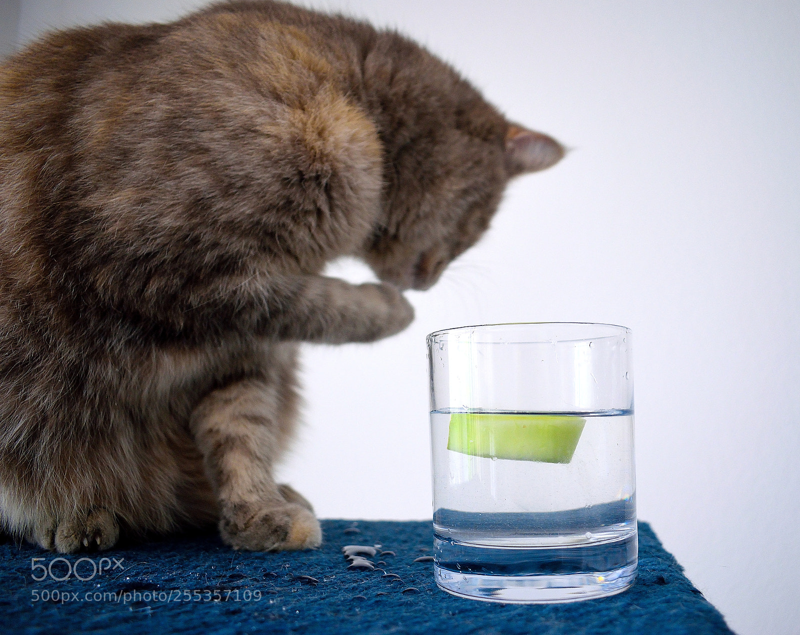 Nikon D3300 sample photo. Cat photography