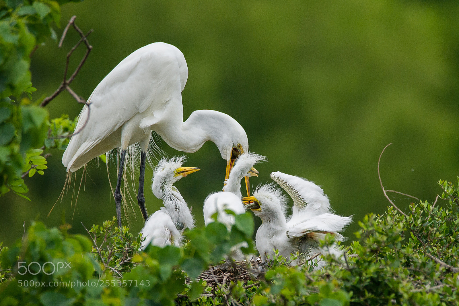 Nikon D3S sample photo. Mom and children photography