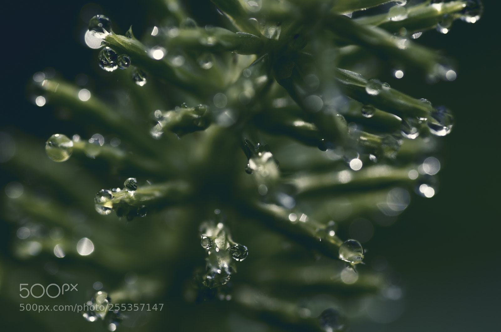 Pentax K-5 II sample photo. Equisetum and morning dew #3 photography