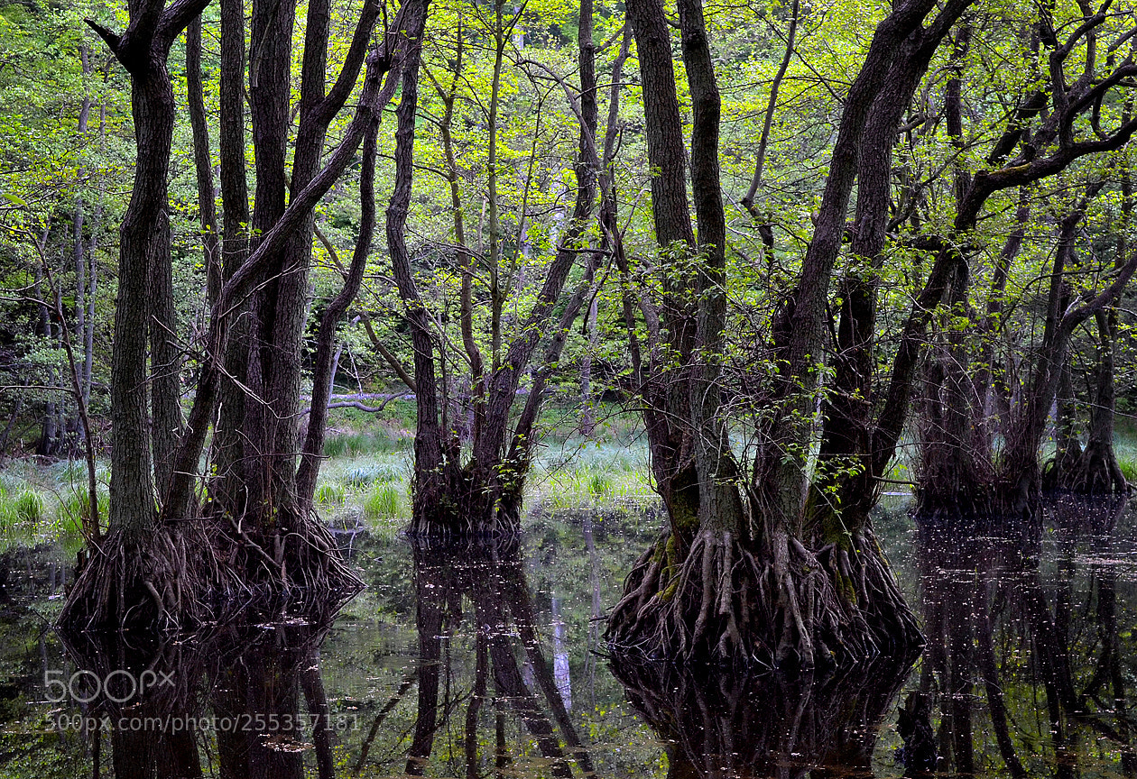 Nikon D3100 sample photo. A forest swamp photography