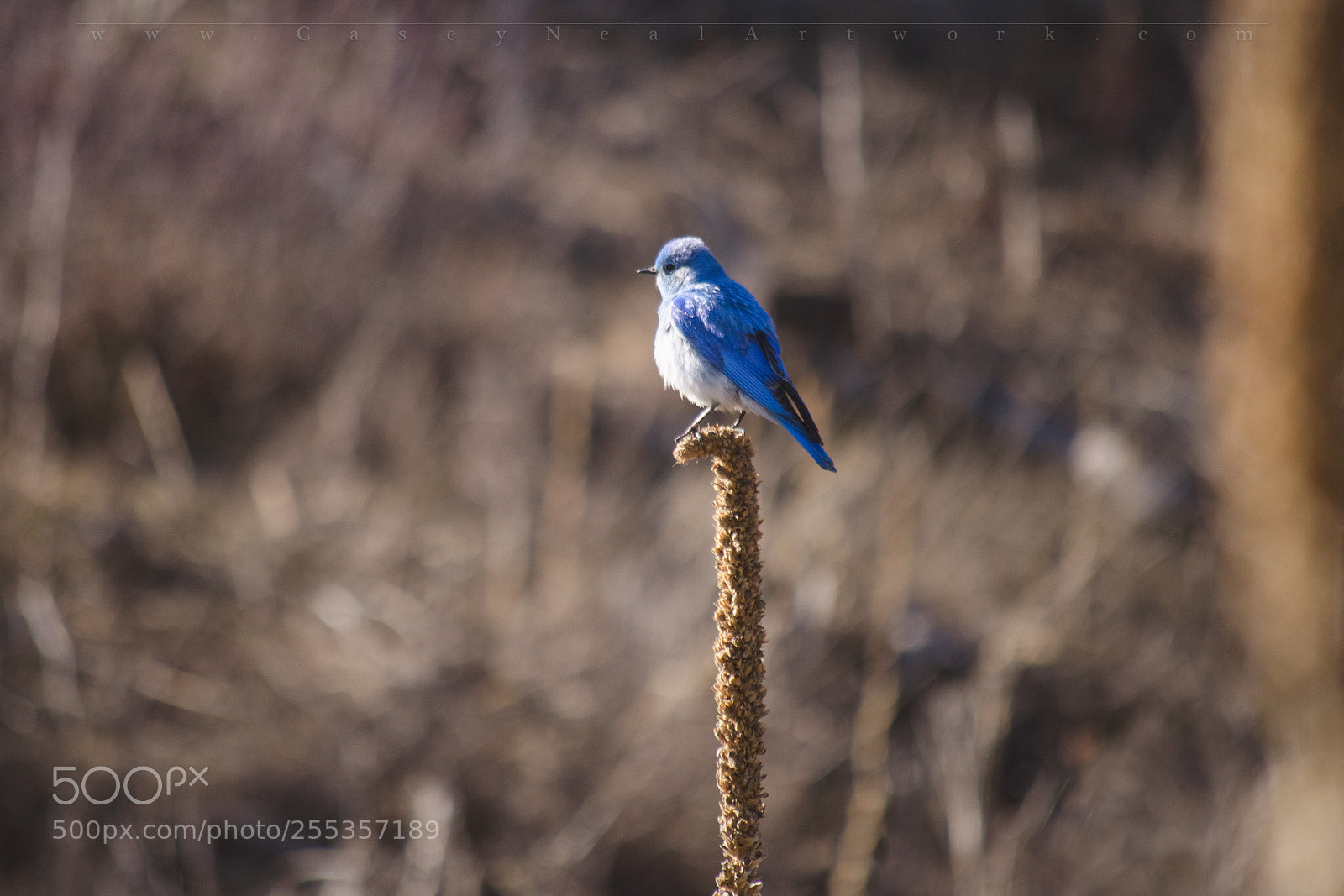Nikon D5100 sample photo. Blue bird at sunrise photography