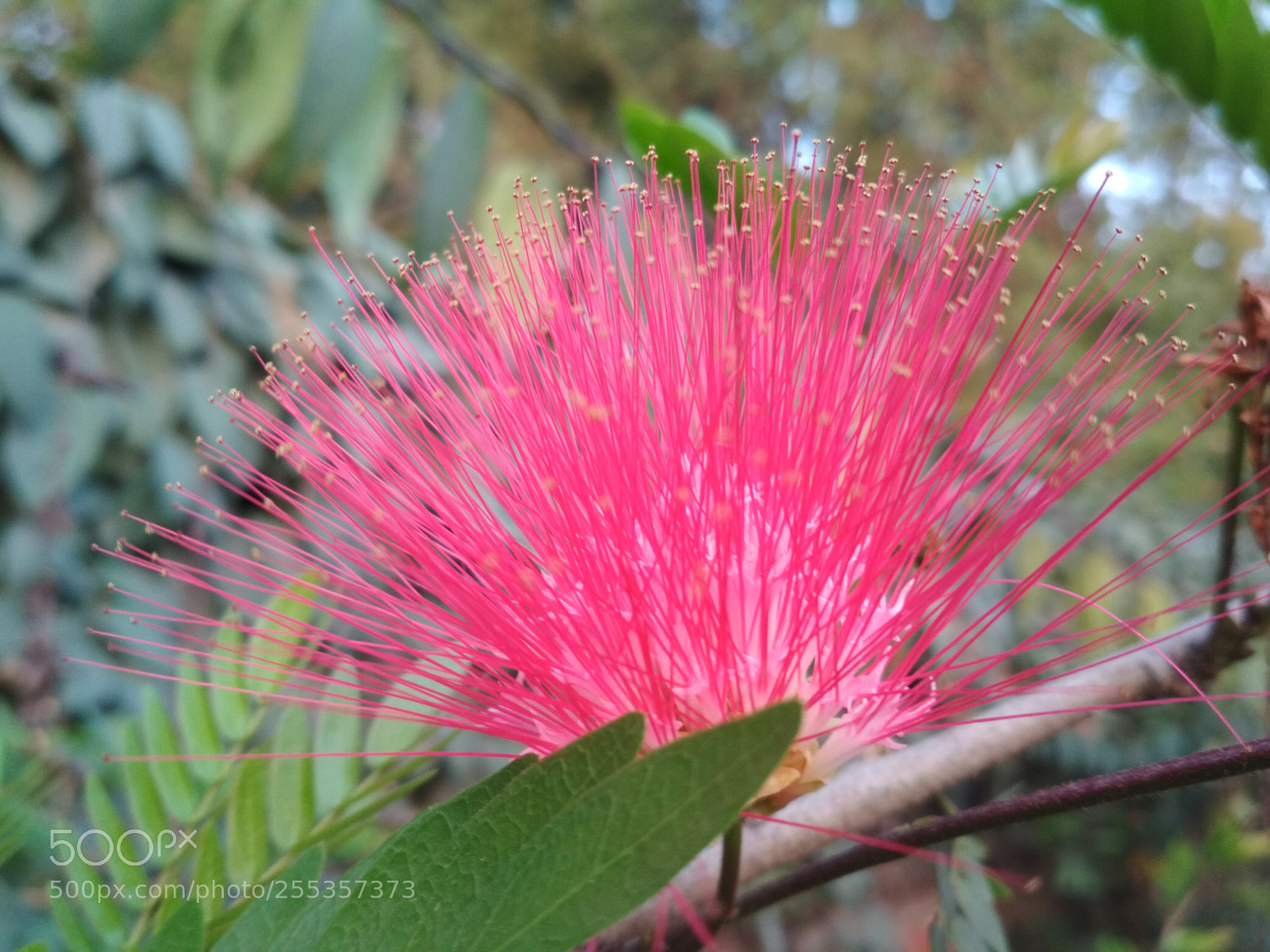 Xiaomi Redmi 4 Pro sample photo. Wild flower photography