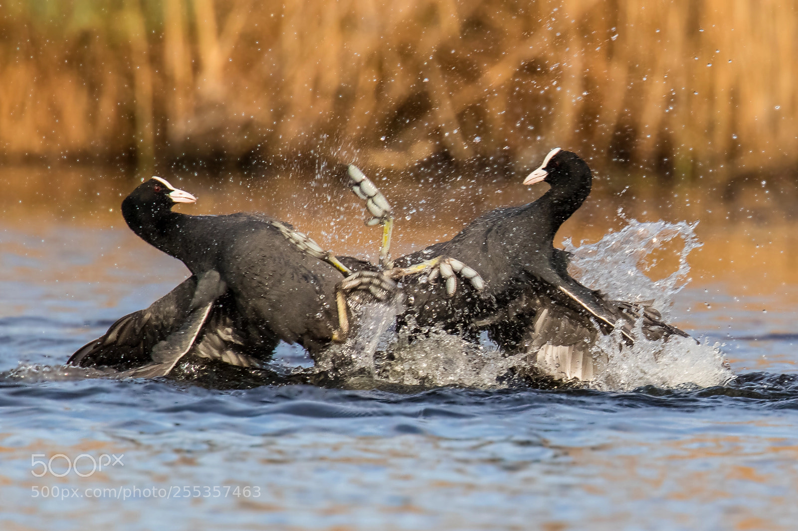 Canon EOS 7D Mark II sample photo. Coots fighting photography