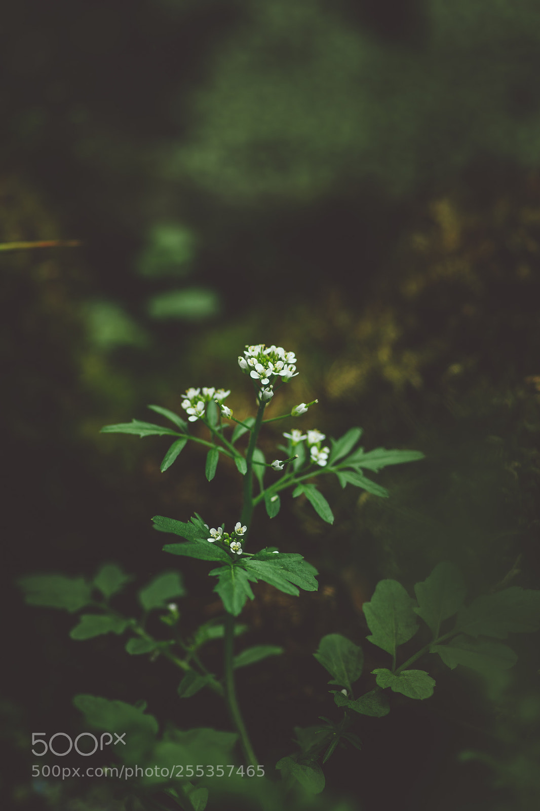 Nikon D7100 sample photo. Darkened photography