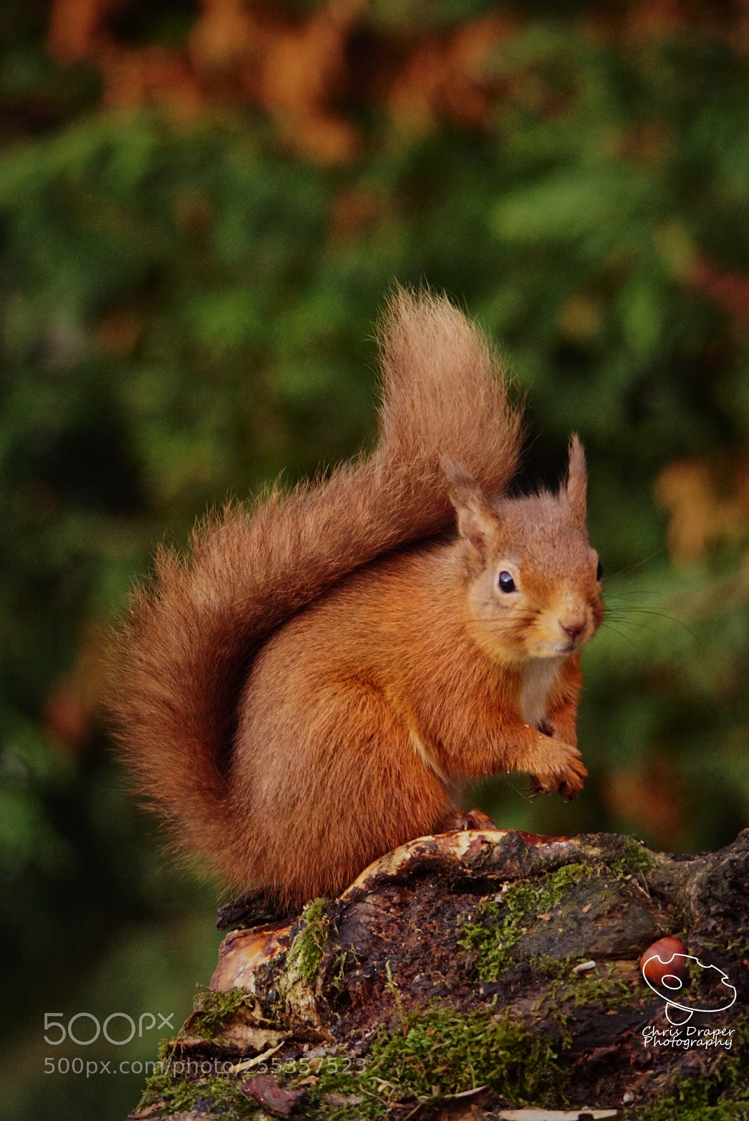 Sony ILCA-77M2 sample photo. Red squirrel photography