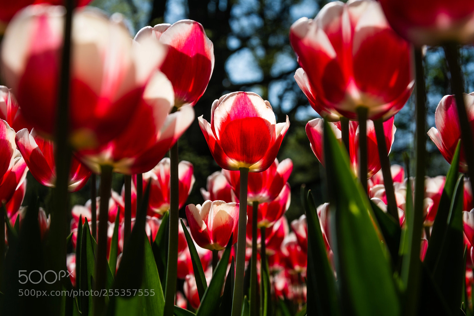 Nikon D7100 sample photo. Tulip photography