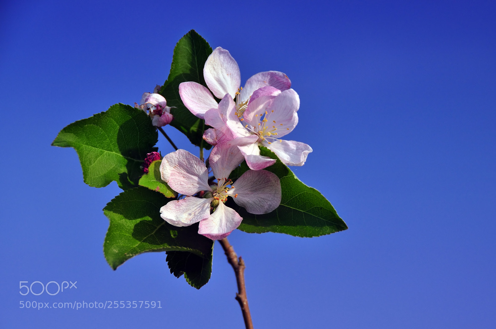 Nikon D5000 sample photo. Showing promises photography
