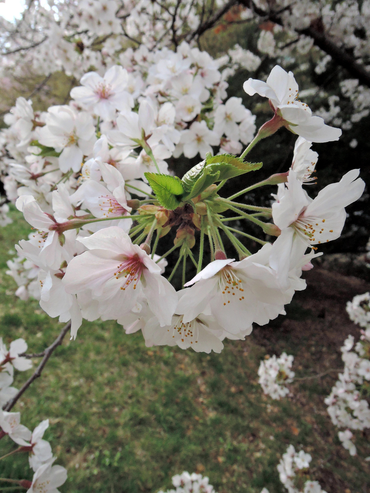 Nikon Coolpix P340 sample photo. Cherry blossom photography