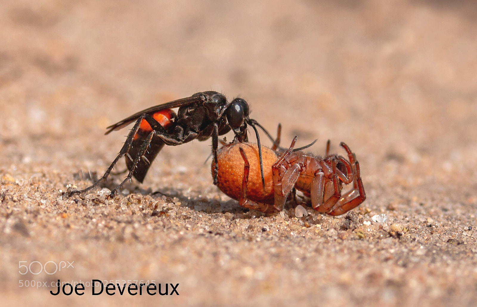 Canon EOS 70D sample photo. Black banded spider wasp photography