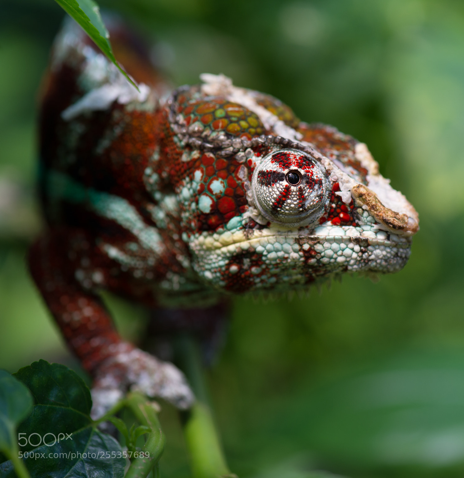 Nikon D4 sample photo. Chamelion (captive) photography