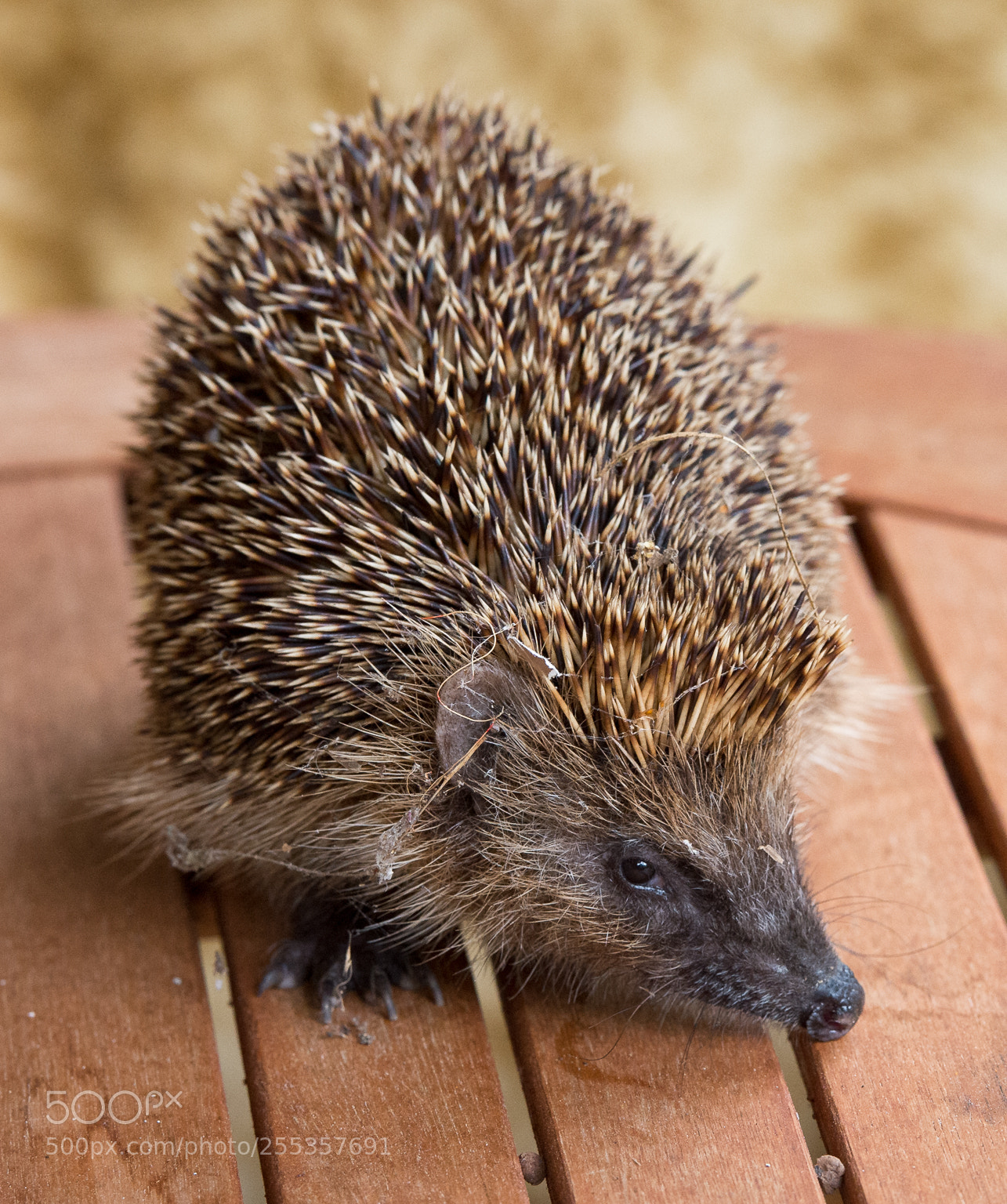 Nikon D4 sample photo. Backyard visitor! photography
