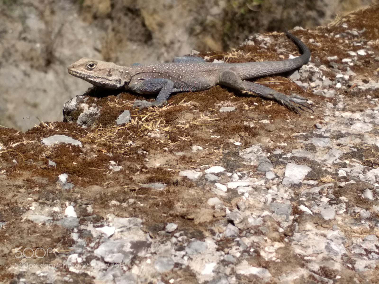 Xiaomi Redmi 4 Pro sample photo. The little dinosaur photography