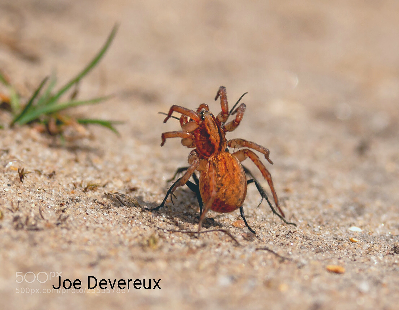 Canon EOS 70D sample photo. Black banded spider wasp photography