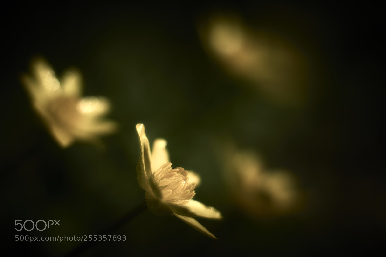 Nikon D800E sample photo. The yellow spots photography