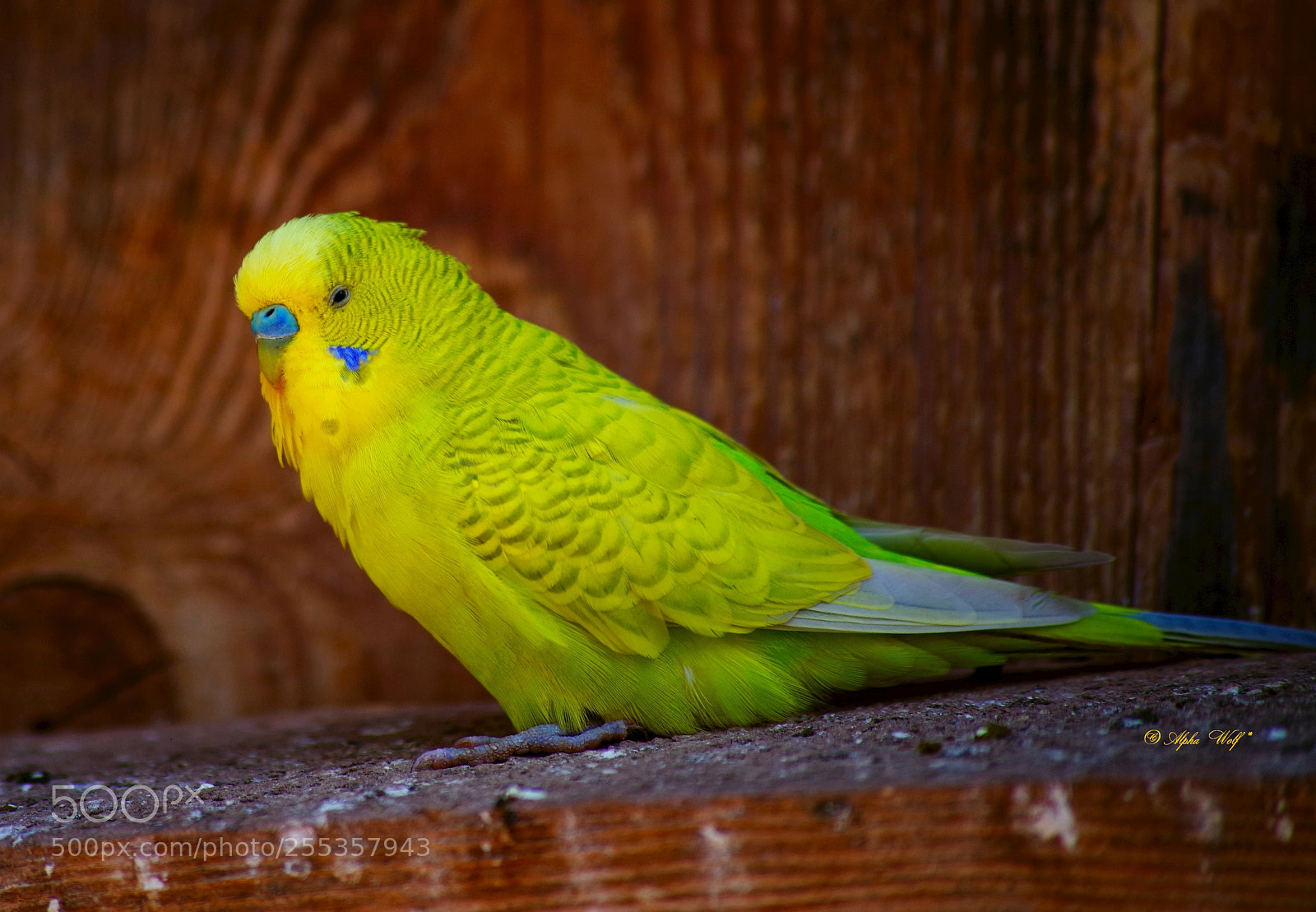 Pentax K-1 sample photo. Bird photography