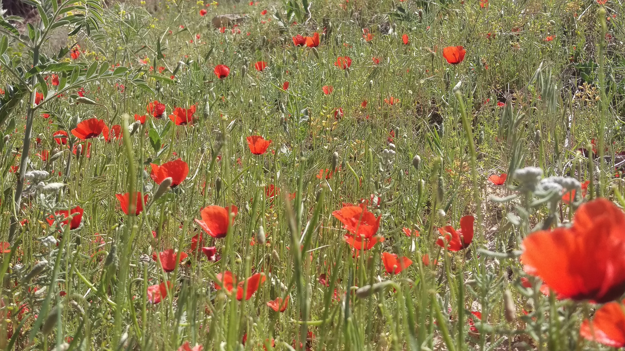 HTC ONE M9 sample photo. Lined up in red photography